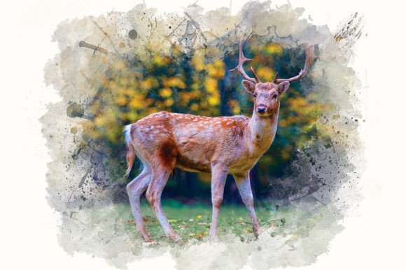 Download Watercolor Deer Illustrations - Illustrations Collection