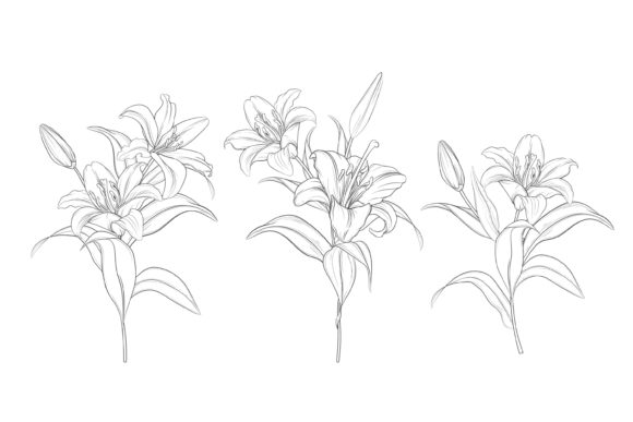Download Drawn Floral Illustrations Graphic - Illustrations Collection