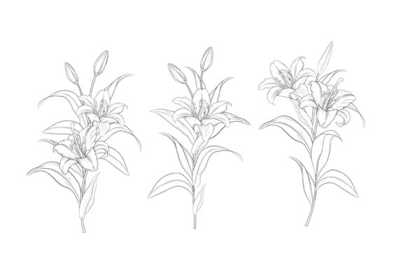 Download Hand Drawn Floral Illustrations Graphic - Illustrations Collection