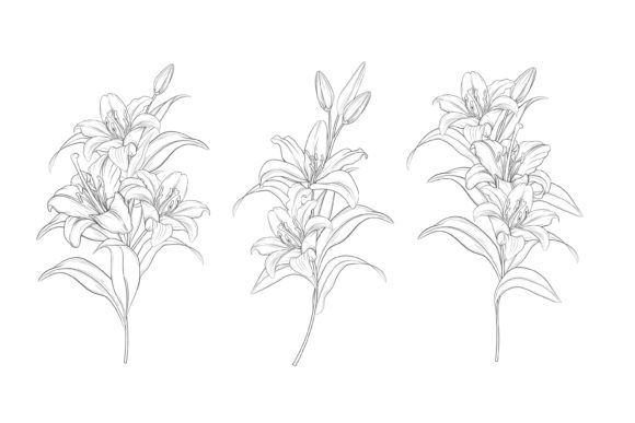 Download Drawn Floral Illustrations Graphic - Illustrations Collection